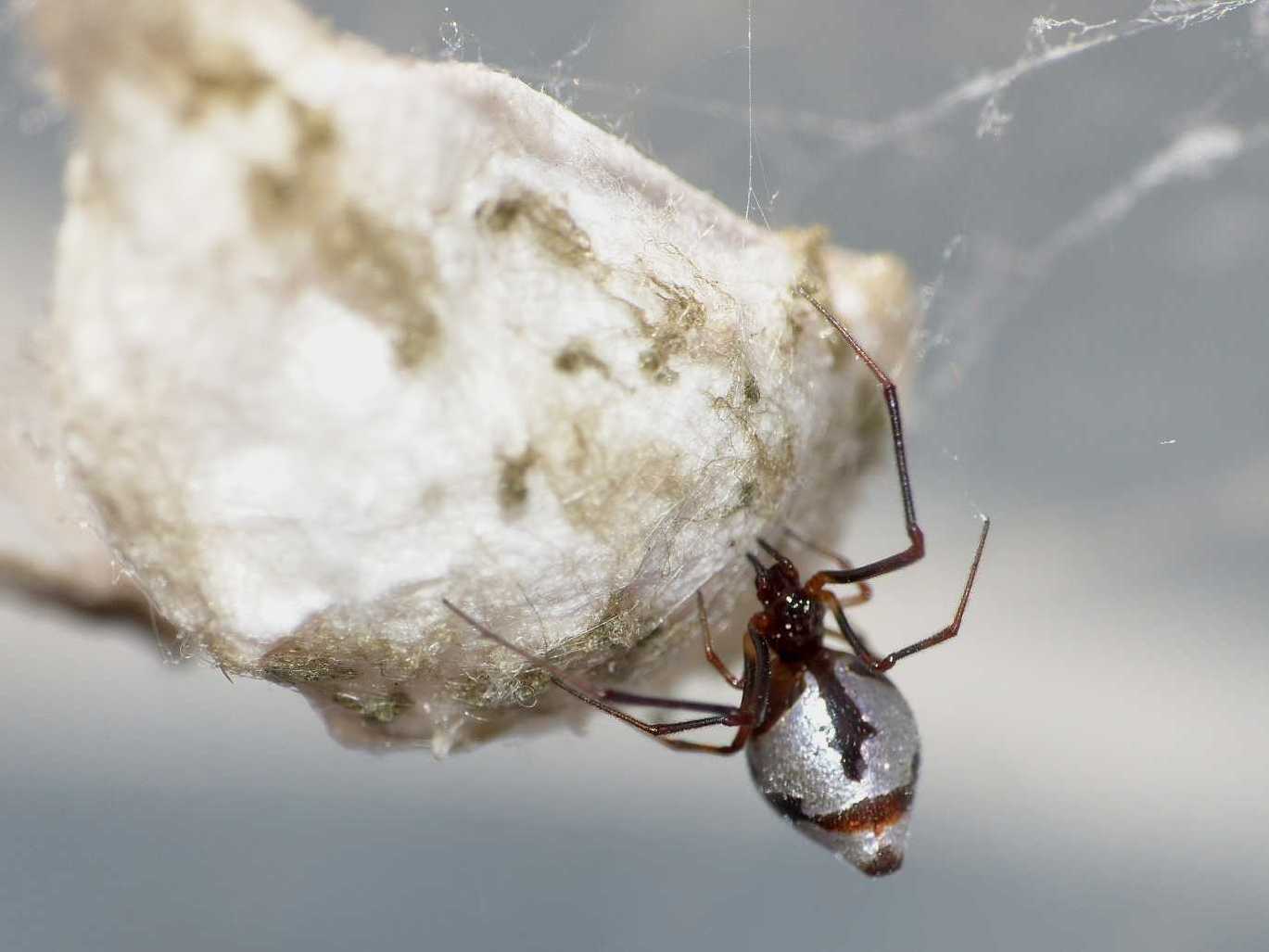 Carrellata di Argyrodes e Cyrtophora  - S. Teresa G. (OT)